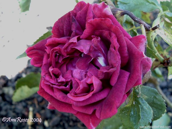 'Madame Petit' rose photo