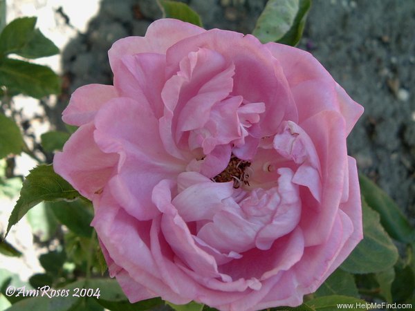 'Madame Sophie Froppot' rose photo