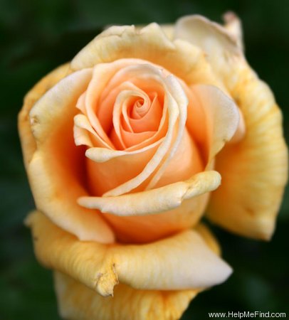 'Winter Sunset (Shrub, Buck, 1992)' rose photo