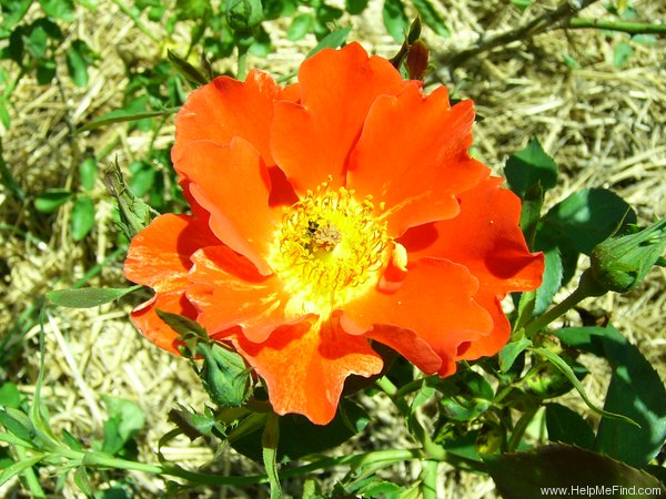 'Candle in the Wind' rose photo
