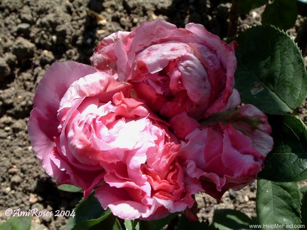 'Comte de Flandres' rose photo