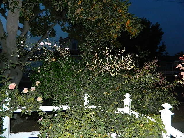 'Spray Cécile Brunner' rose photo