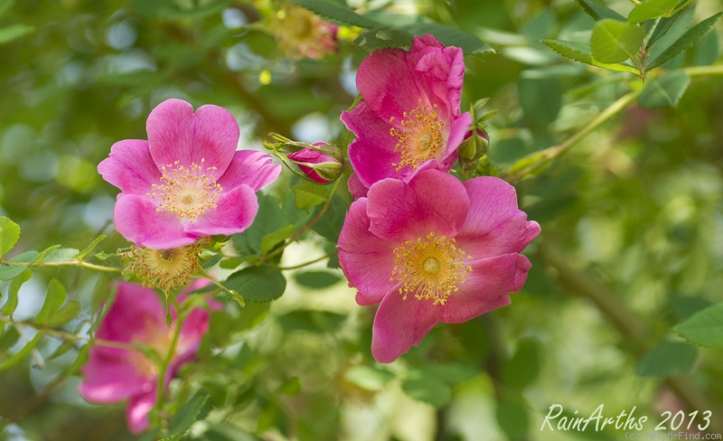 'Arthur Hillier' rose photo