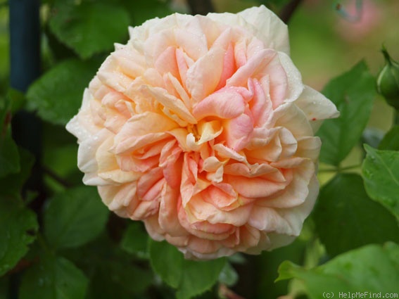 'Alchemist' rose photo