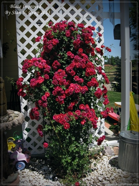 'Blaze Improved' rose photo