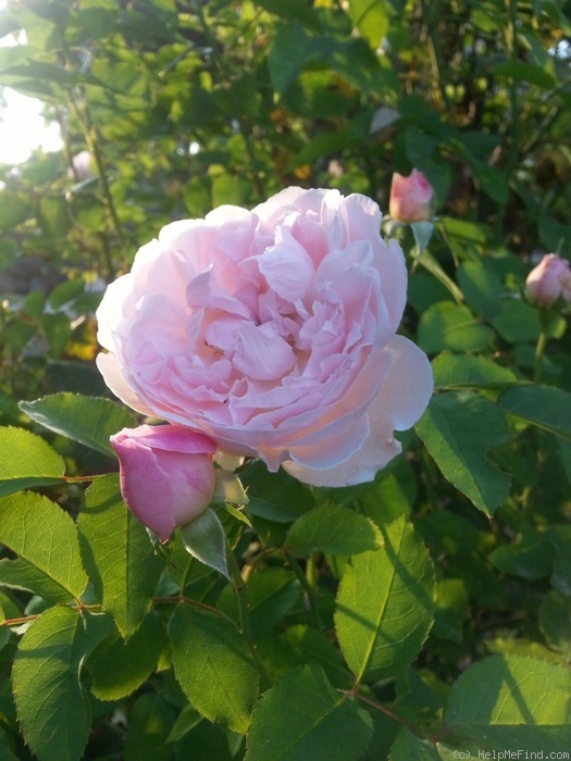 'Redouté' rose photo
