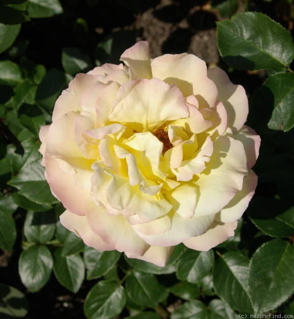 'Dorothy Goodwin' rose photo