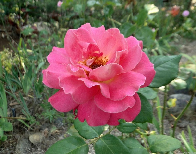 'Audrey Wilcox' rose photo