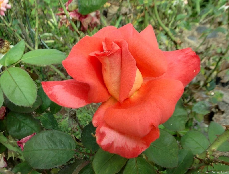 'Cary Grant ™' rose photo