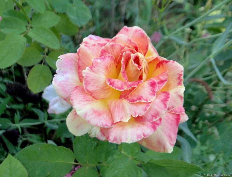 'Party Time' rose photo