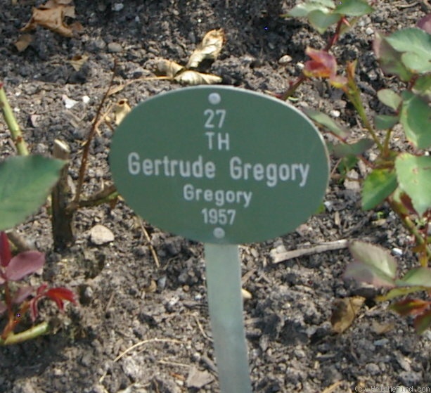 'Gertrude Gregory' rose photo
