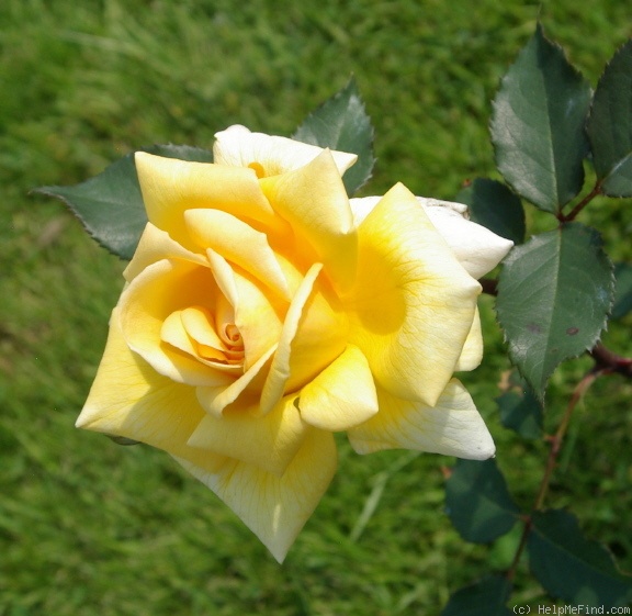 'Gertrude Gregory' rose photo