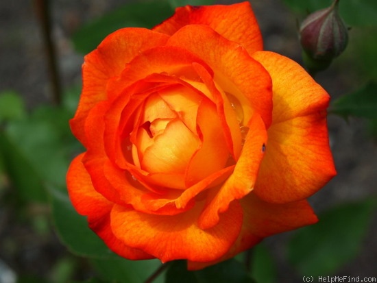 'Krymskij Samotsvet' rose photo