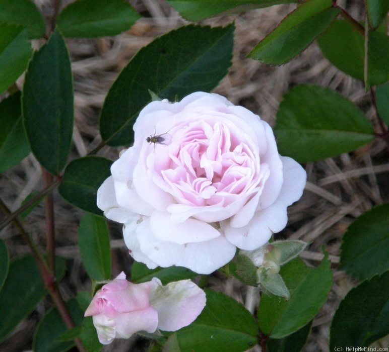 'Salkaházi Sára' rose photo