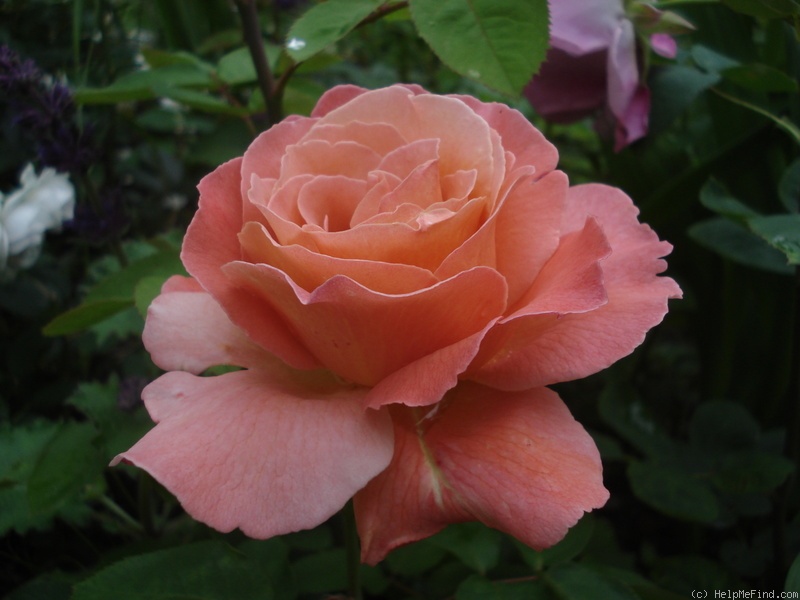 'Potifar' rose photo
