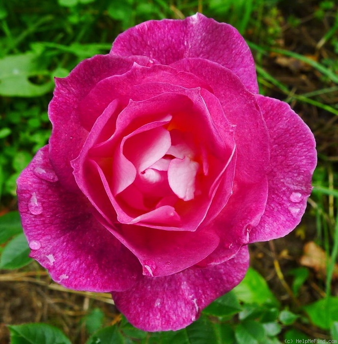 'Mom' rose photo