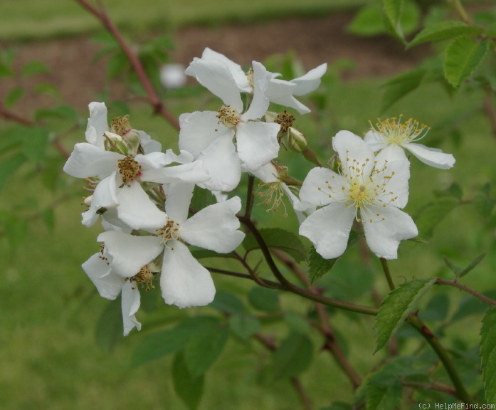 'R. phoenicia' rose photo