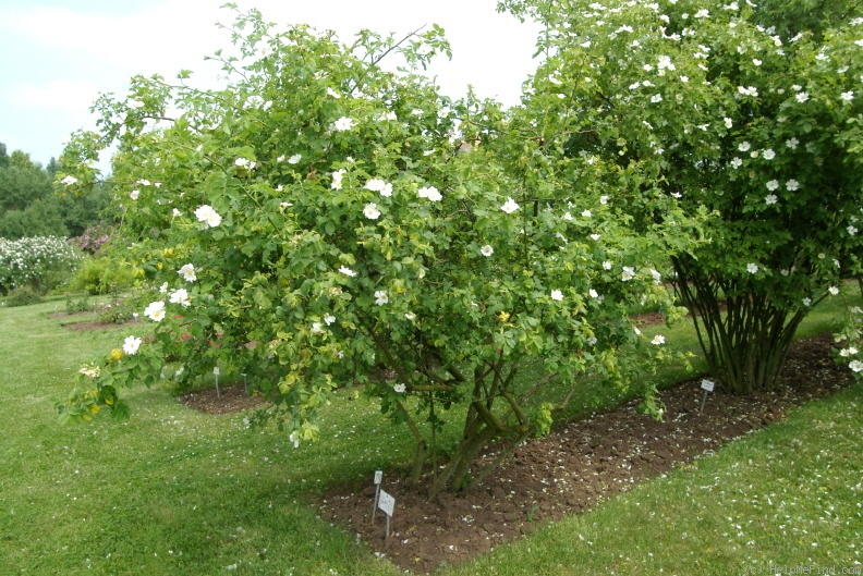 'R. corymbifera' rose photo