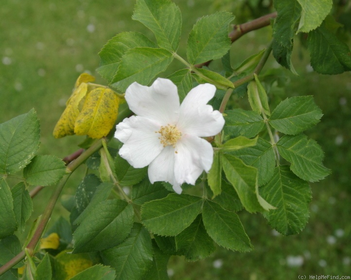 'R. corymbifera' rose photo