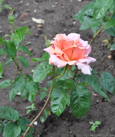 'Duquesa de Peñaranda' rose photo