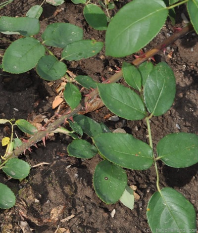 'Soeur Thérèse' rose photo