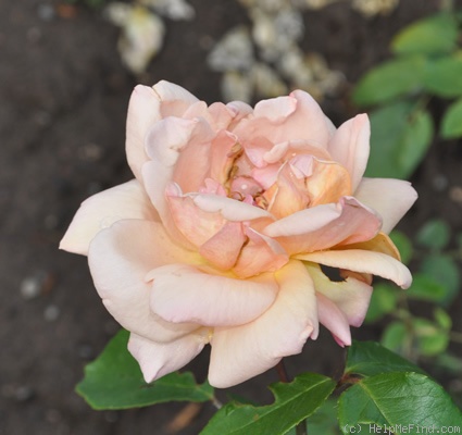 'Princess Elizabeth of Greece' rose photo