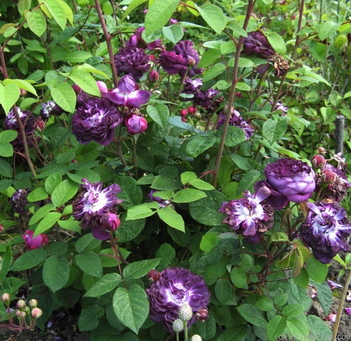 'Cardinal de Richelieu (Hybrid China, Parmentier, pre 1847)' rose photo