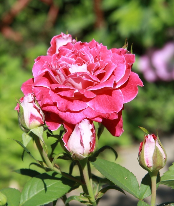 'Les Yvelines ®' rose photo