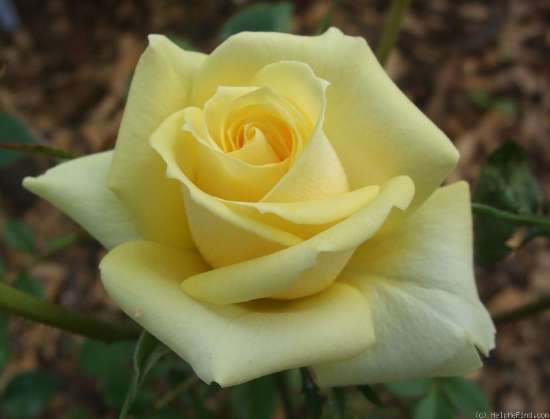 'Little Nugget (miniature, Schuurman, 1991)' rose photo