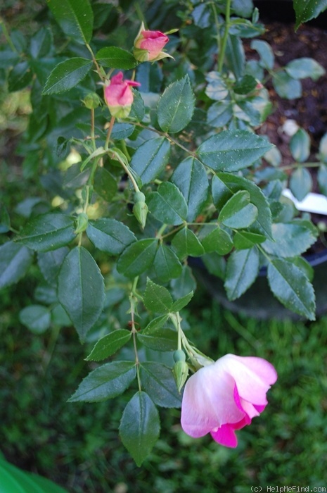 'Joseph Billard' rose photo