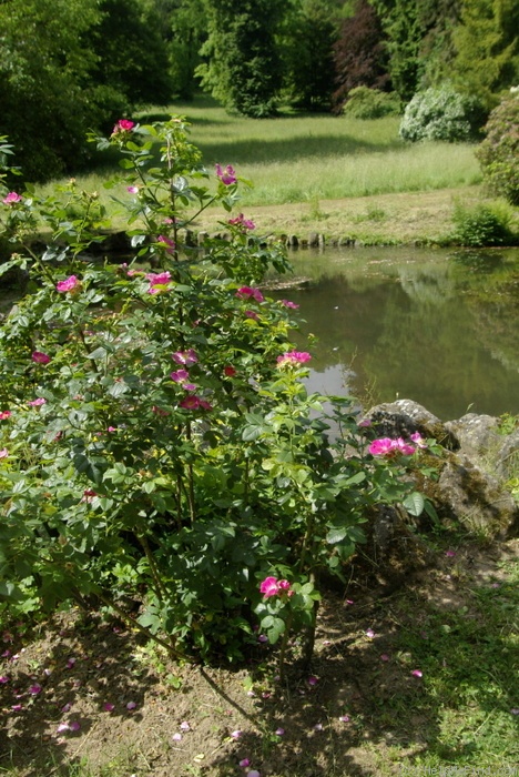 '<i>Rosa canina</i> 'kiese'' rose photo