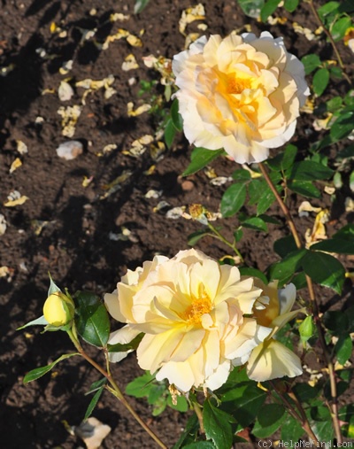 'Beryl Formby' rose photo