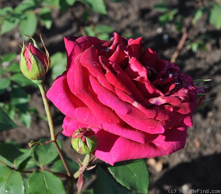 'My Love (hybrid tea, Anderson, 1960)' rose photo