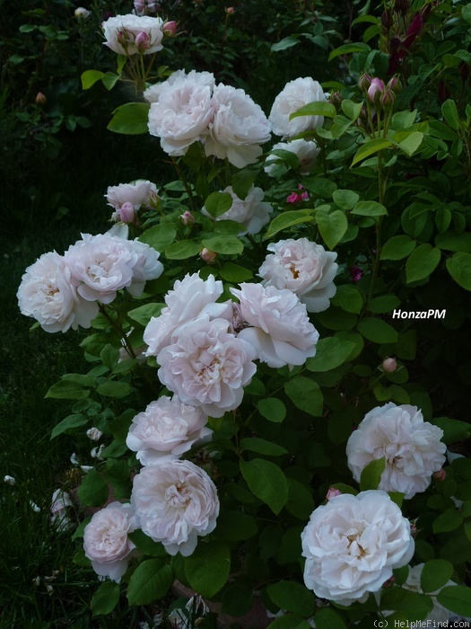 'Redouté' rose photo