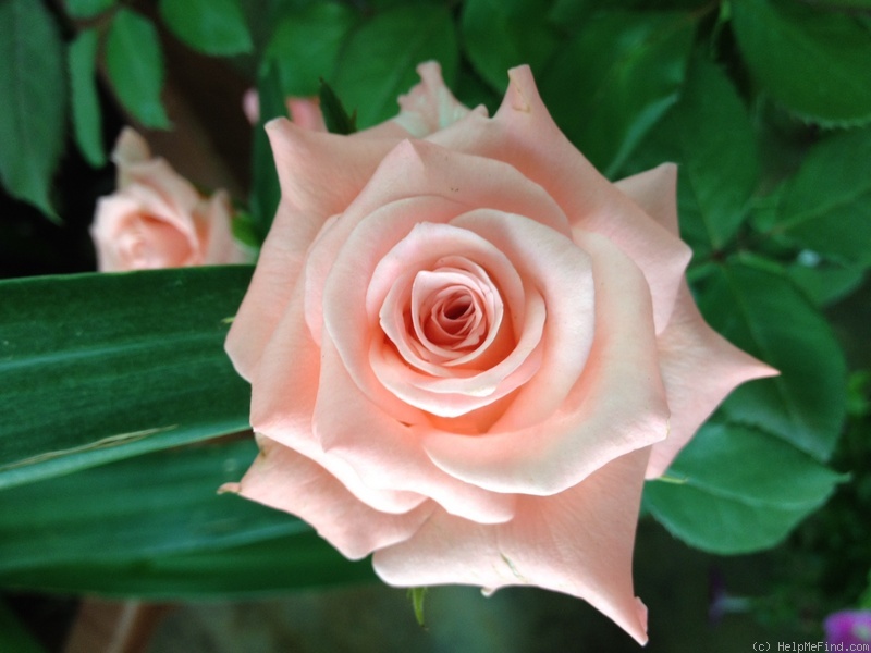 'Sonia (hybrid tea, Meilland, 1973)' rose photo