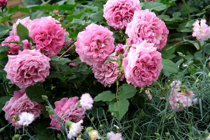'Agnès Schilliger ®' rose photo