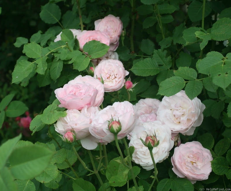 'Mayor of Casterbridge' rose photo