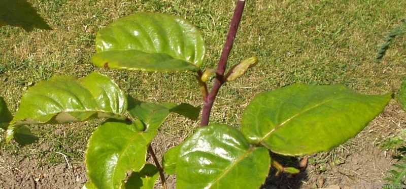 'Glenfiddich' rose photo