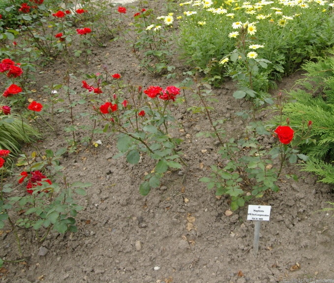 'Mephisto (polyantha, Dube/GPG Roter Oktober, 1985)' rose photo