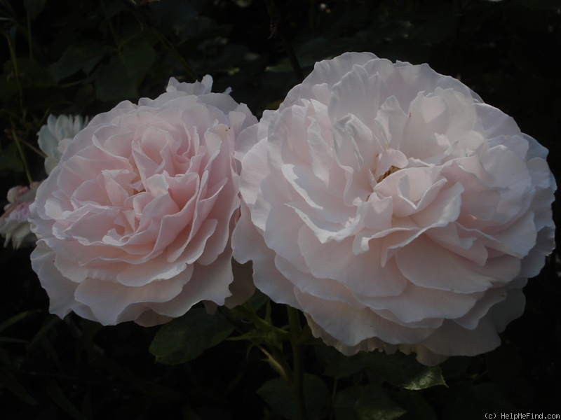 'Constance Finn' rose photo