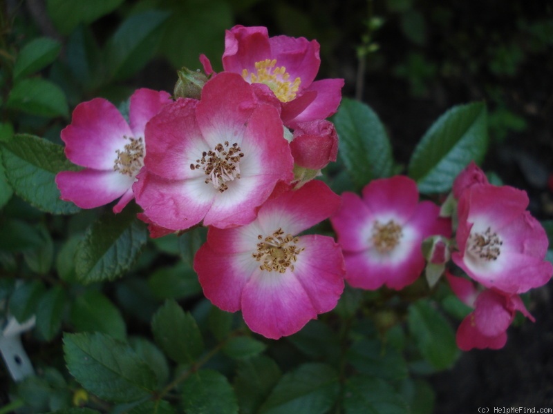 'Giesebrecht' rose photo