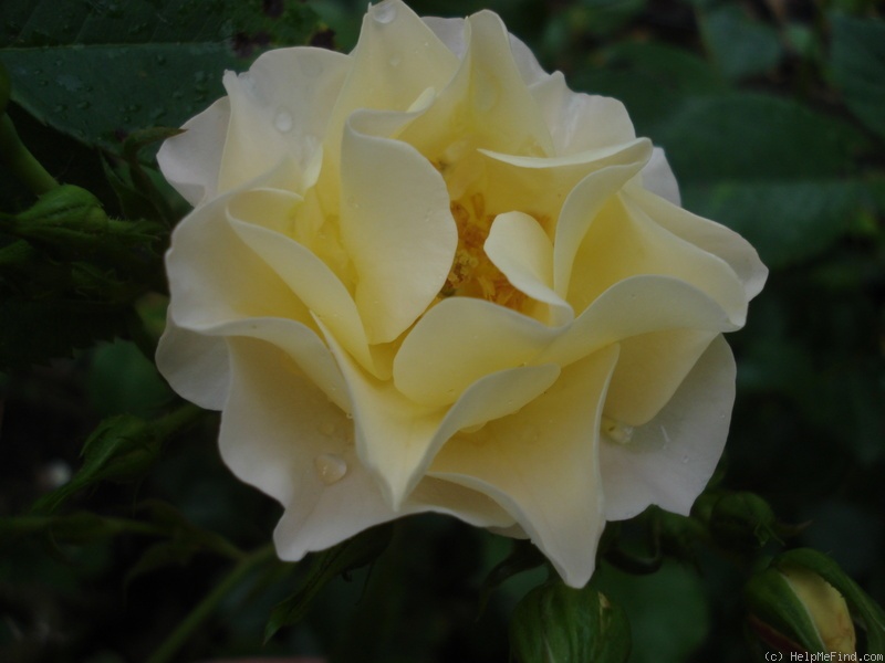 'Pas de Deux' rose photo
