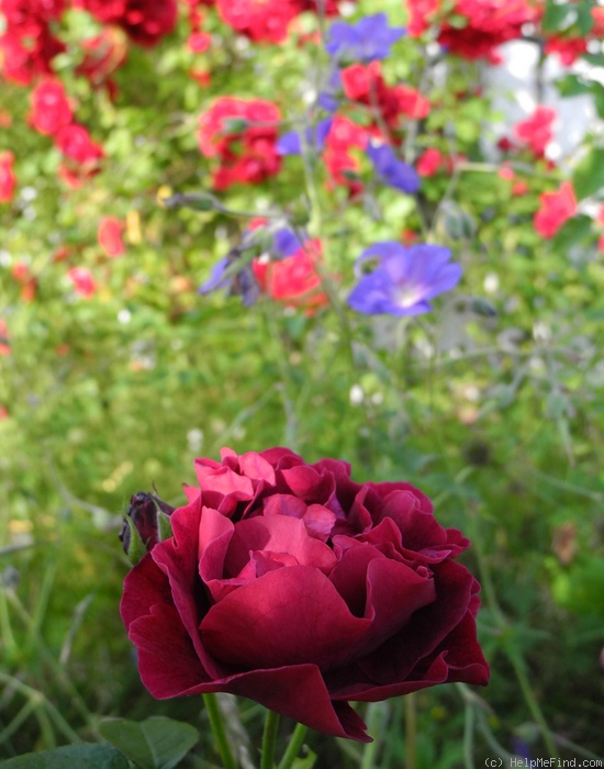 'Fisher Holmes' rose photo