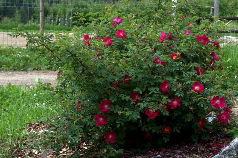 'Tove Jansson' rose photo