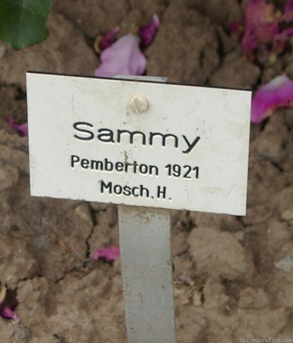 'Sammy (hybrid musk, Pemberton, 1921)' rose photo