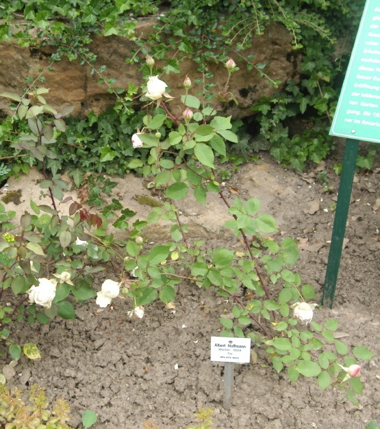 'Albert Hoffmann' rose photo