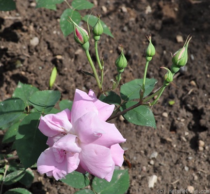 'Hofgärtner Kalb' rose photo