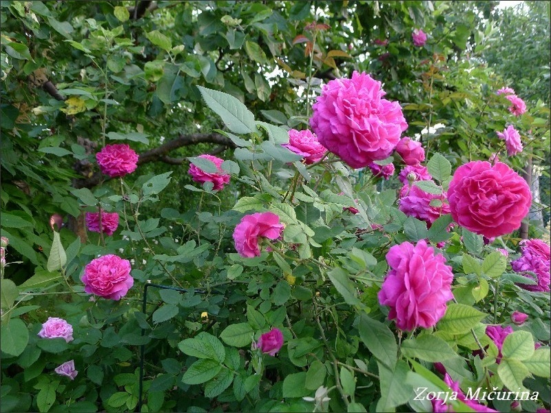 'Zarja Micurina' rose photo