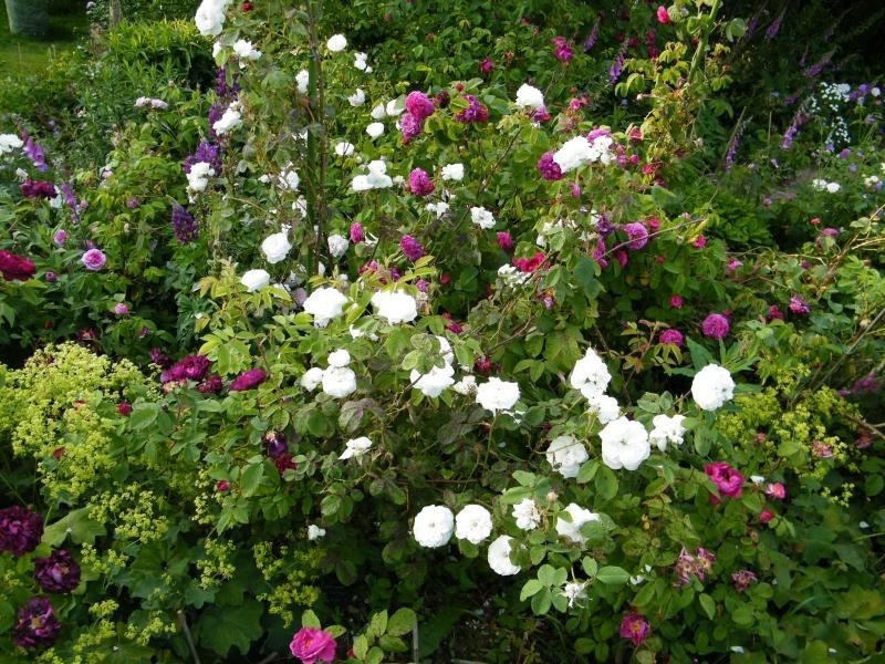 'Alma's Rose Garden'  photo