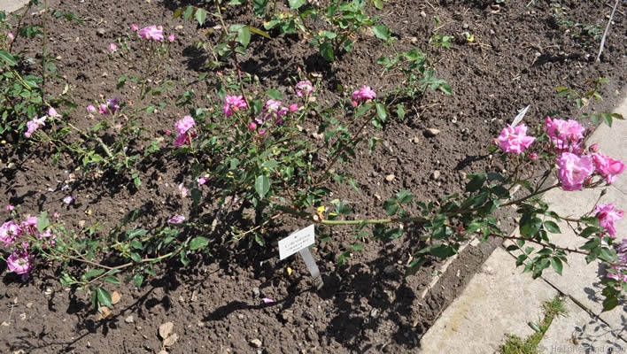 'Fellemberg' rose photo